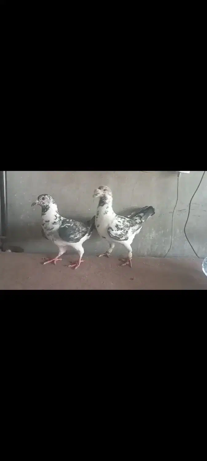 کبوتر|پرنده|جهرم, |دیوار