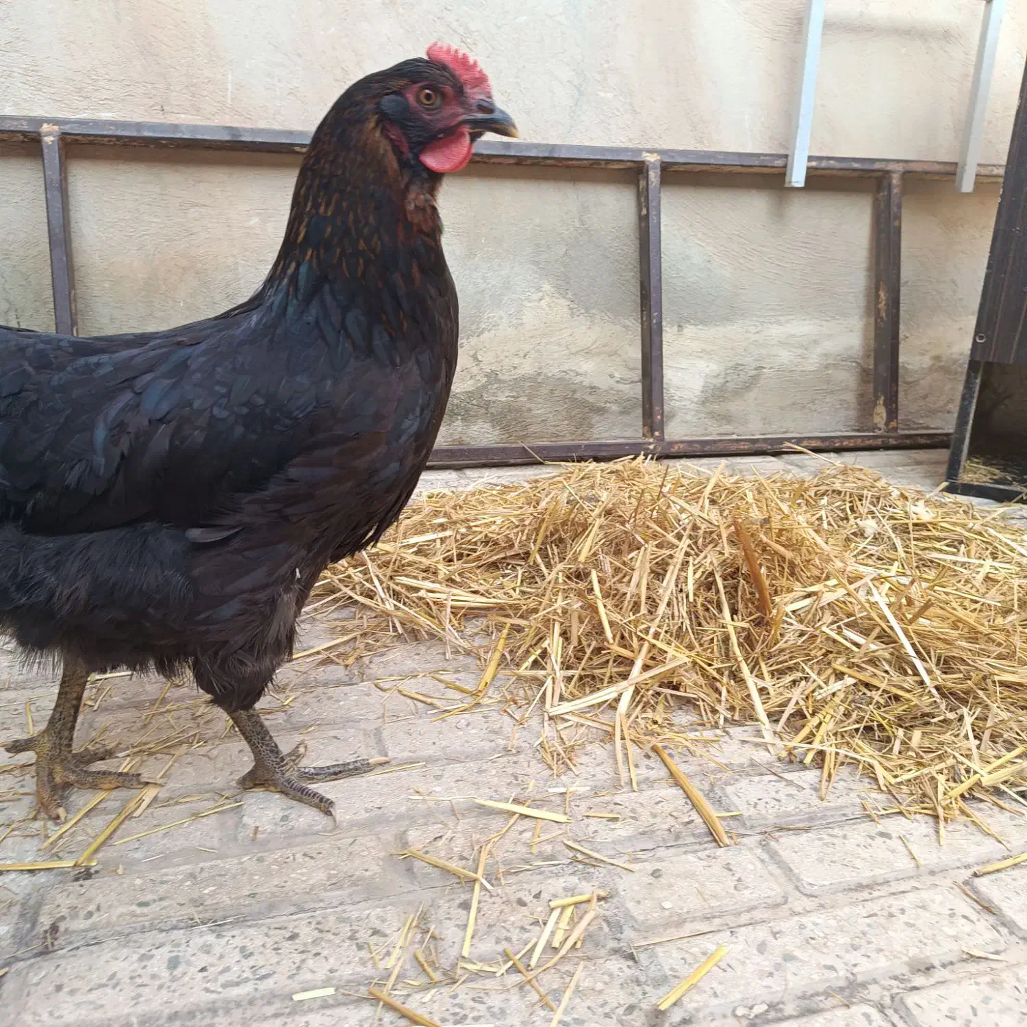 مرغ سیاه محلی تخم گزار|حیوانات مزرعه|الوند, |دیوار