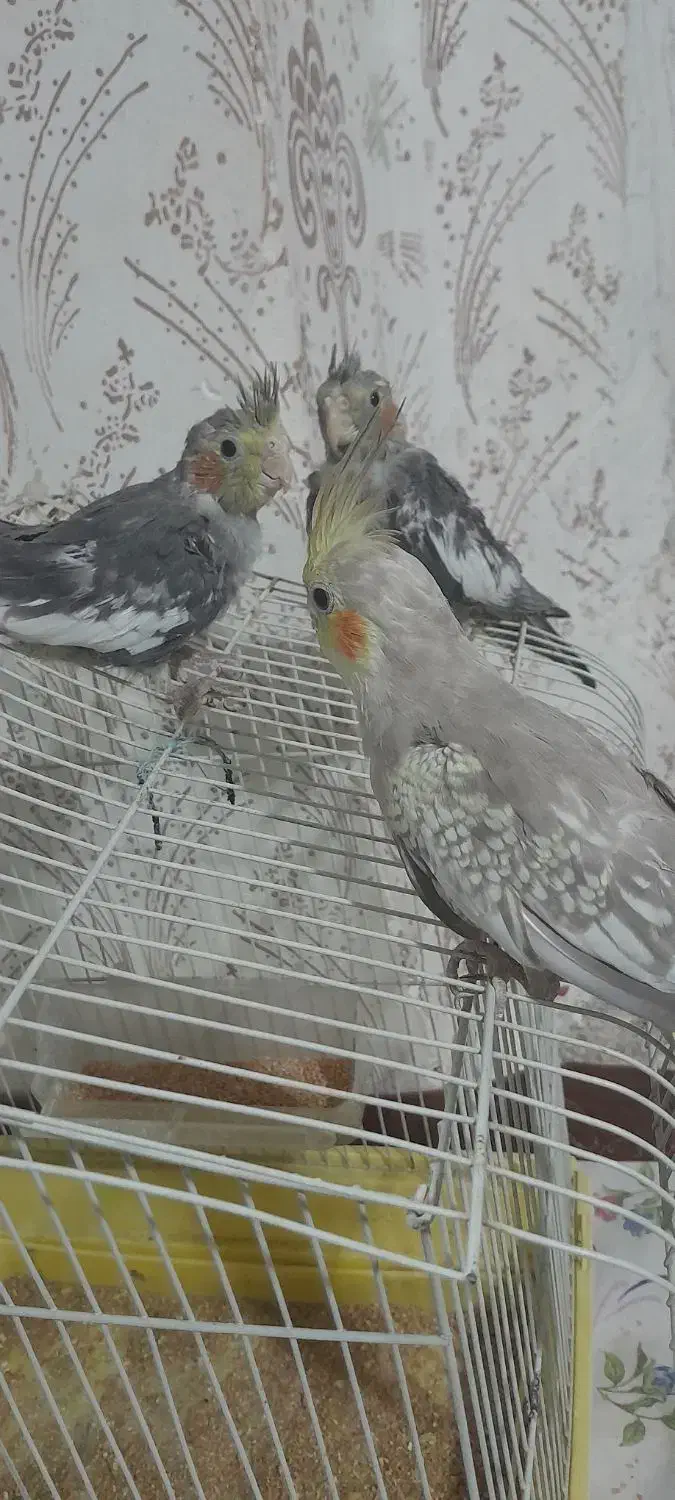 جوجه عروس هلندی|پرنده|شاندیز, |دیوار