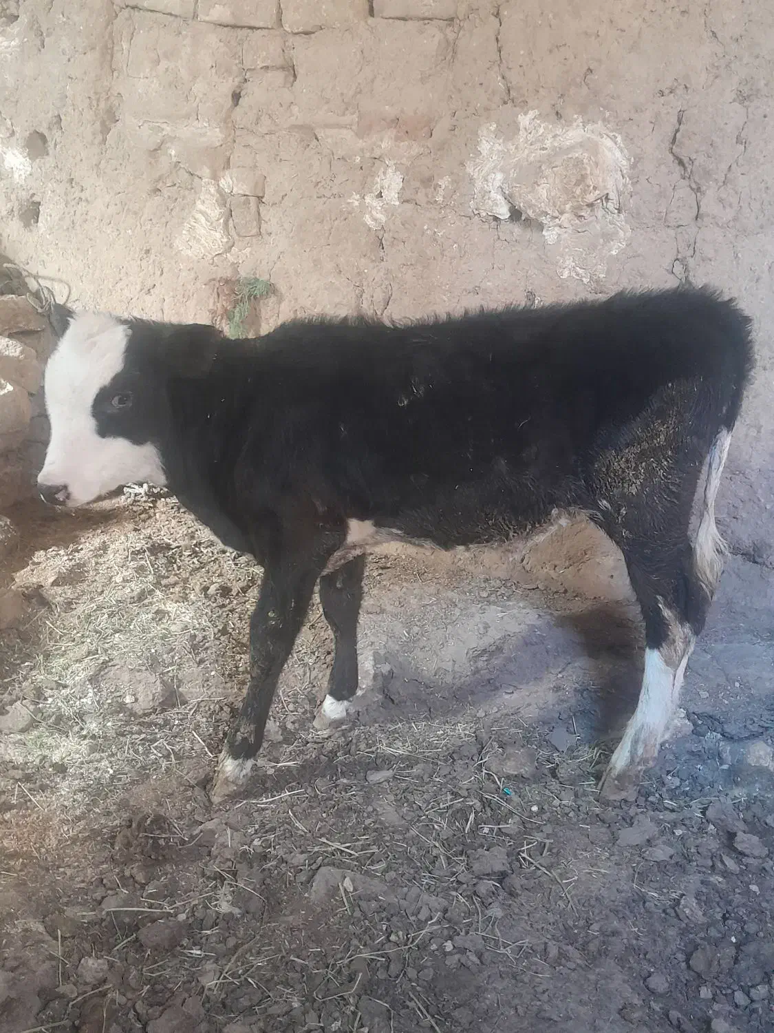 گوساله سمینتال|حیوانات مزرعه|رامند, |دیوار