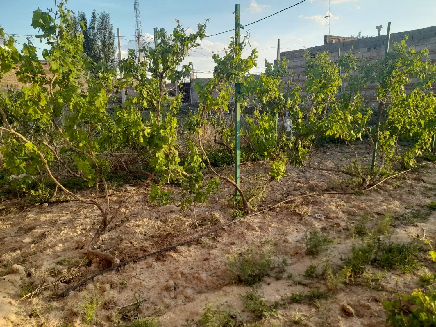 فروش زمین مسکونی|فروش زمین و ملک کلنگی|ملکان, |دیوار