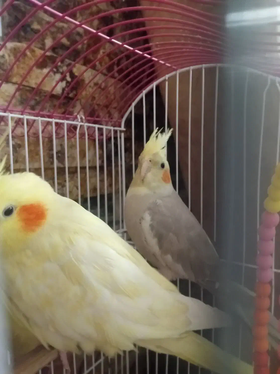 پرنده عروس هلندی|پرنده|کرج, حیدرآباد|دیوار