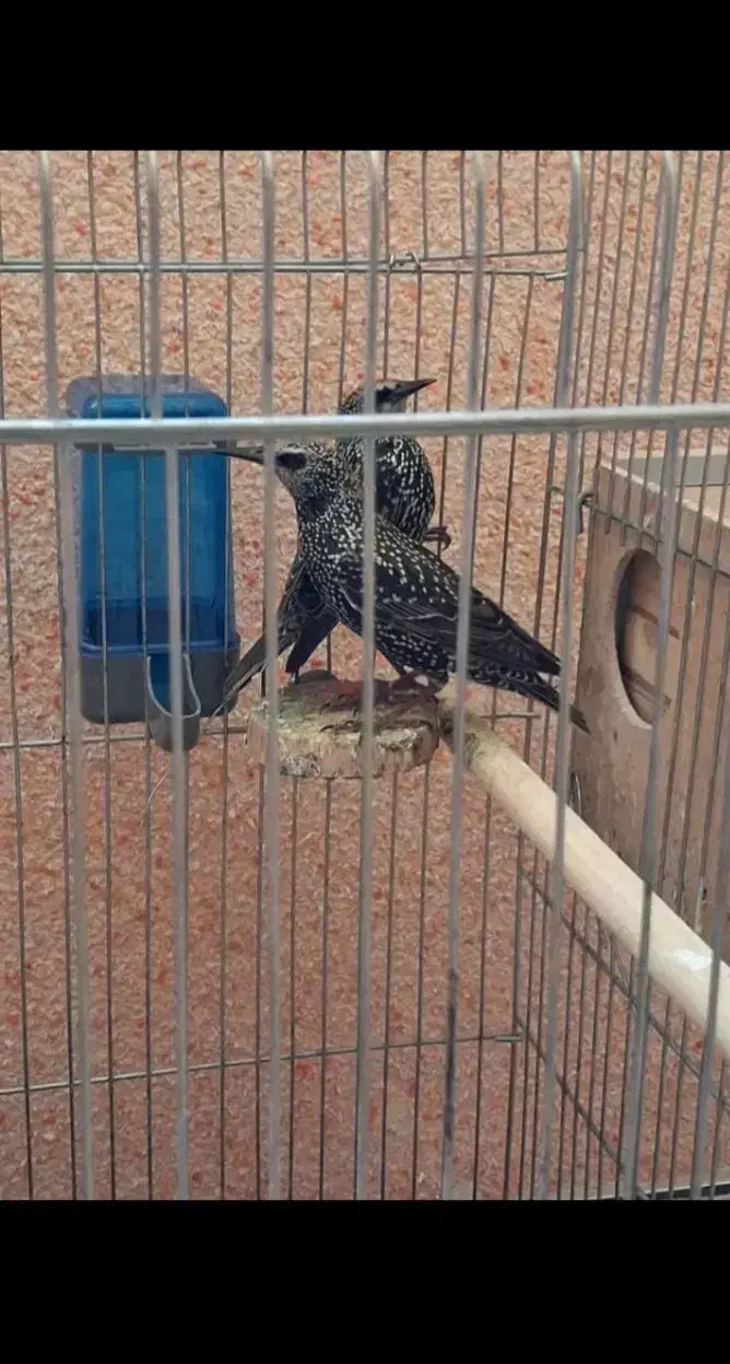 مینا افغان درشت|پرنده|مشهد, نوده|دیوار