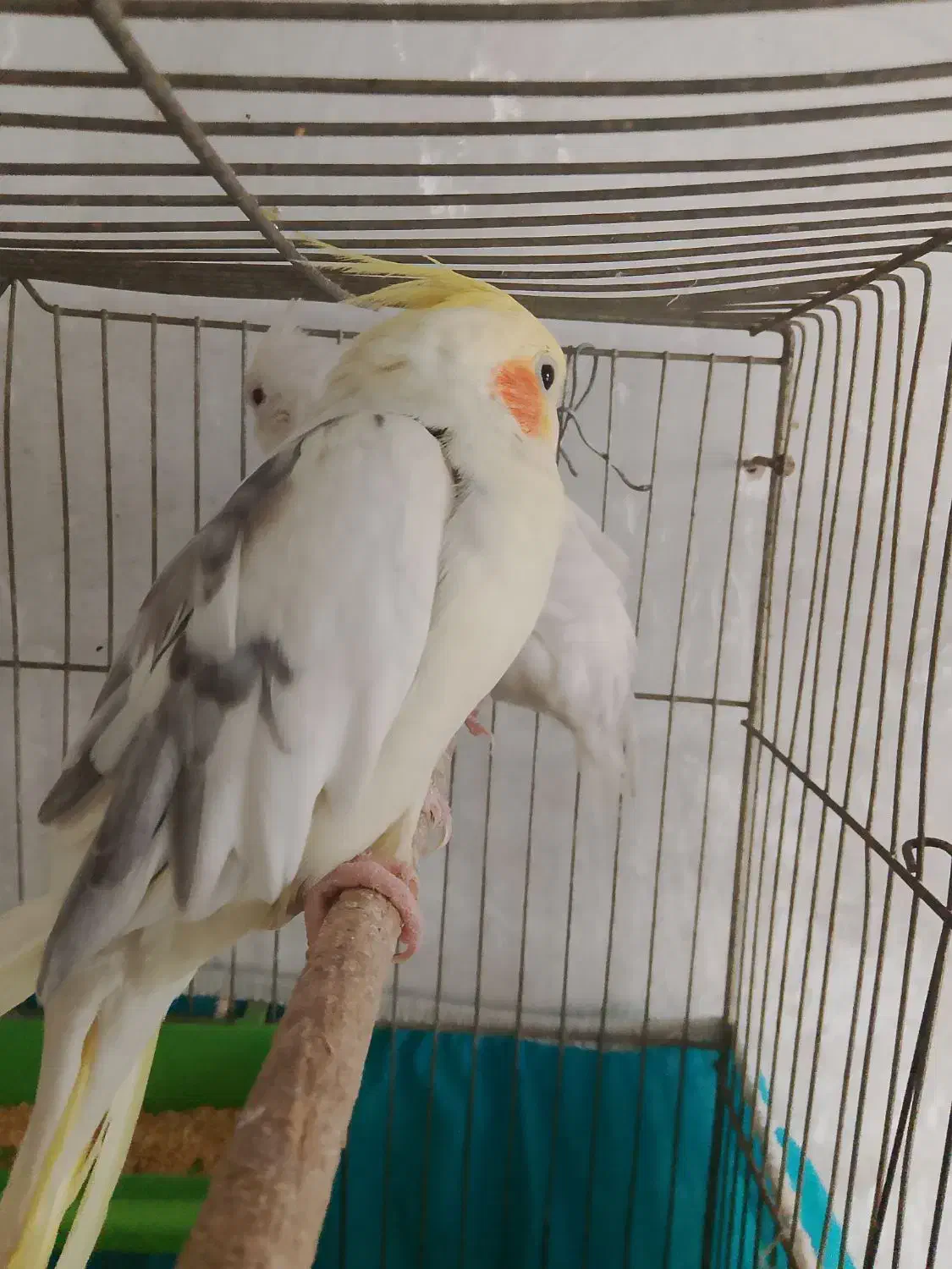 عروس|پرنده|سمیرم, |دیوار