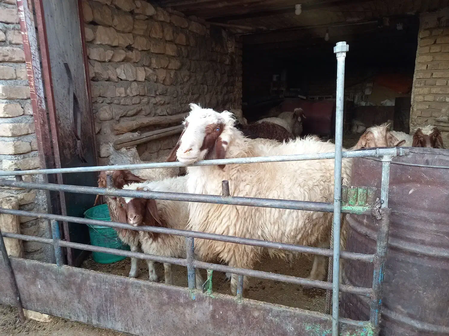 قوچ|حیوانات مزرعه|اسلامآباد غرب, |دیوار