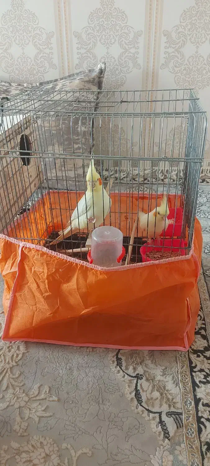 عروس هلندی جفت مولد واقعی با۲تا جوجه|پرنده|گلستان (تهران), |دیوار