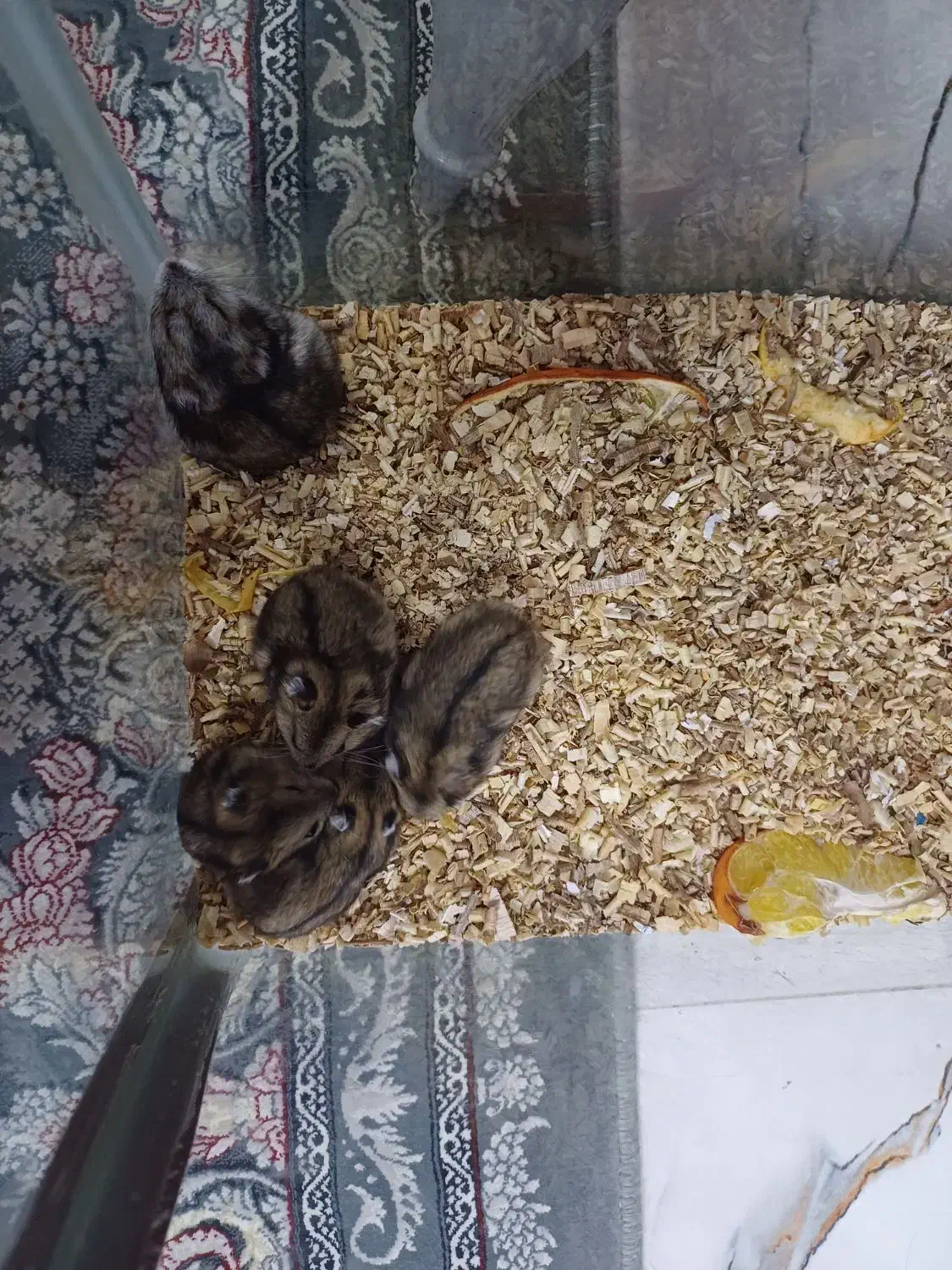 همستر کوتوله روسی|موش و خرگوش|سنندج, |دیوار