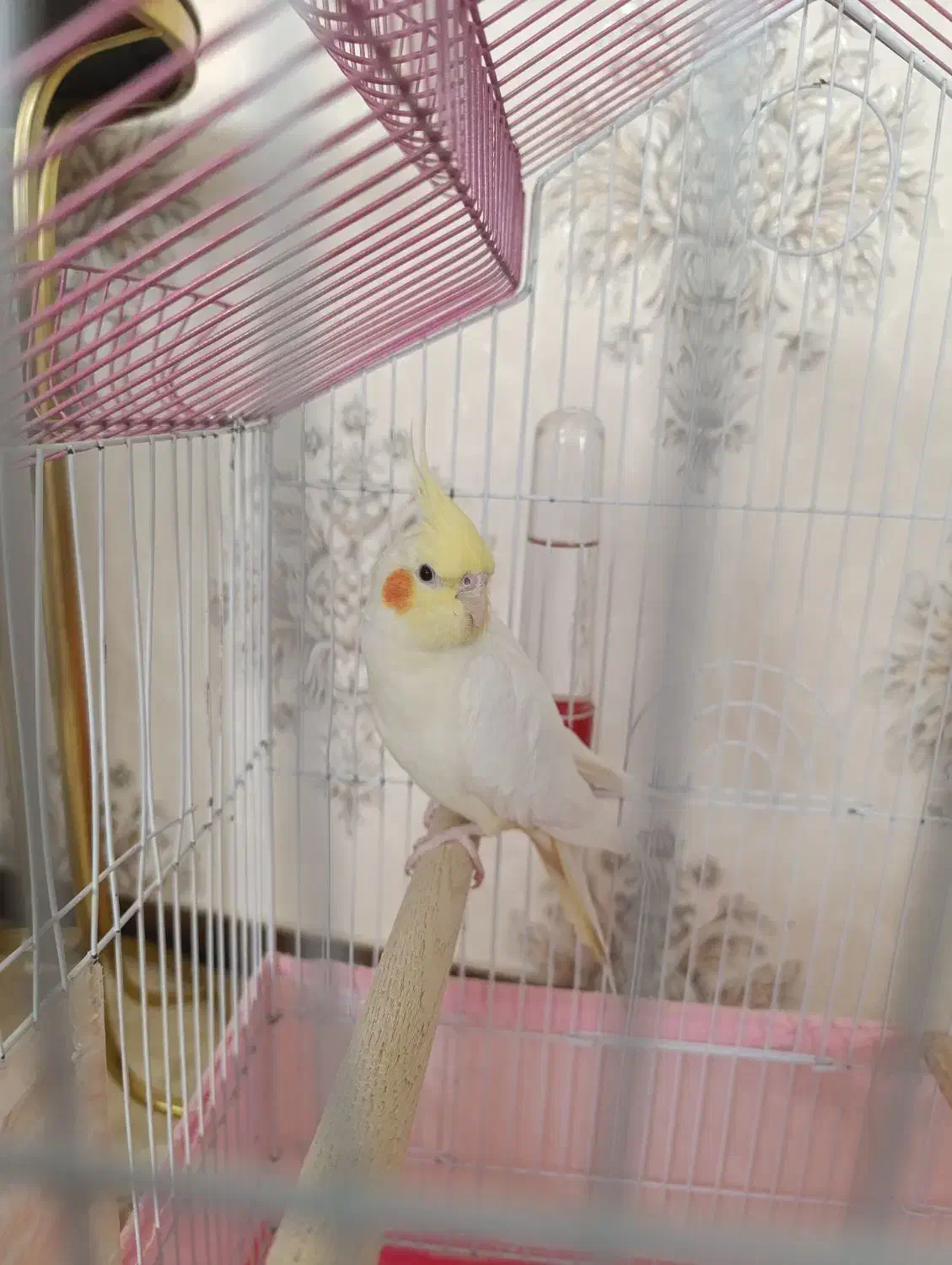 عروس هلندی|پرنده|مهاجران, |دیوار