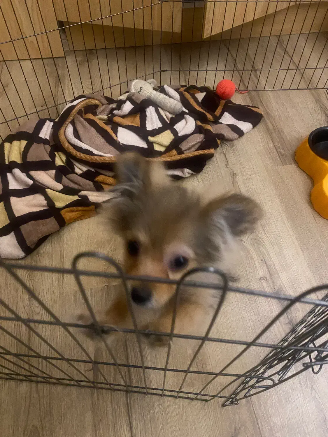 پامرچشم روباهی نر فروشی/لوکیشن عظیمیه|سگ|کرج, عظیمیه|دیوار