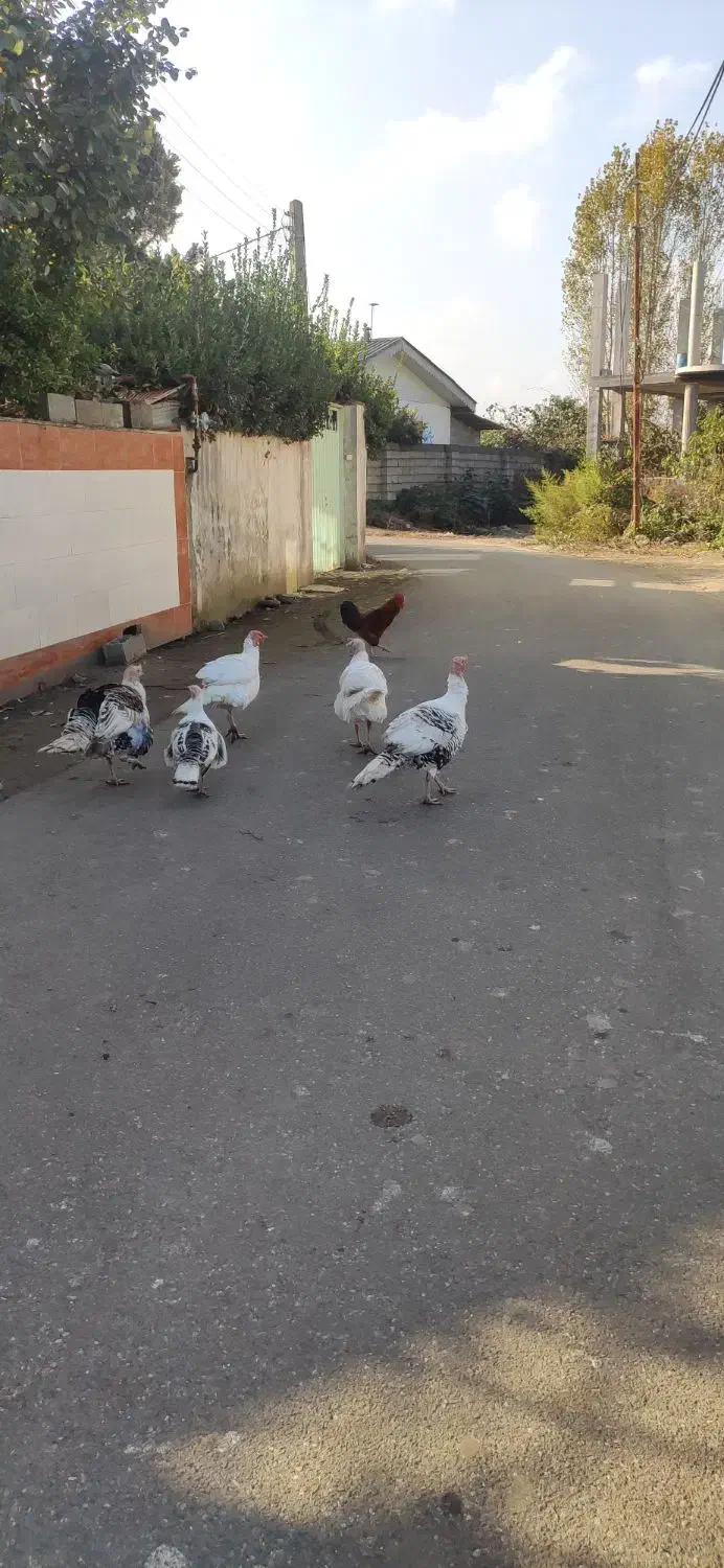 غاز و بوقلمون|حیوانات مزرعه|کلاچای, |دیوار