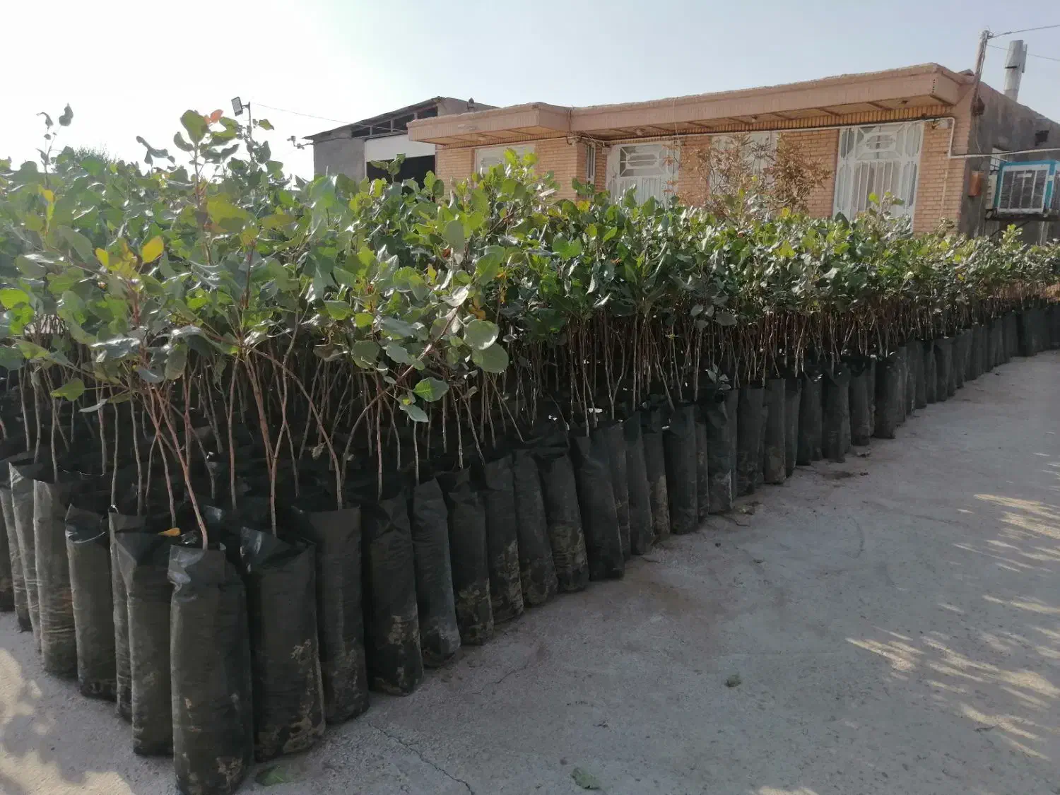 نهال پسته بیجه پسته|خدمات باغبانی و درختکاری|زرند, |دیوار