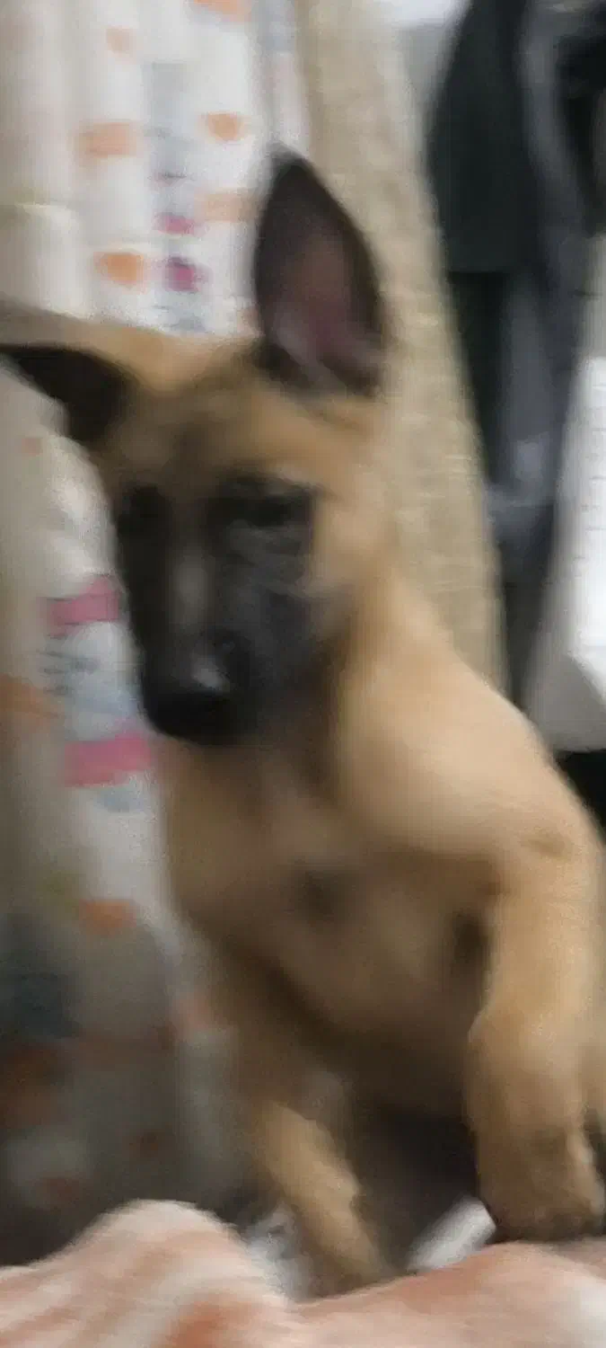 سگ مالیونز بلژیکی اصیل اصل|سگ|شیراز, رازی|دیوار