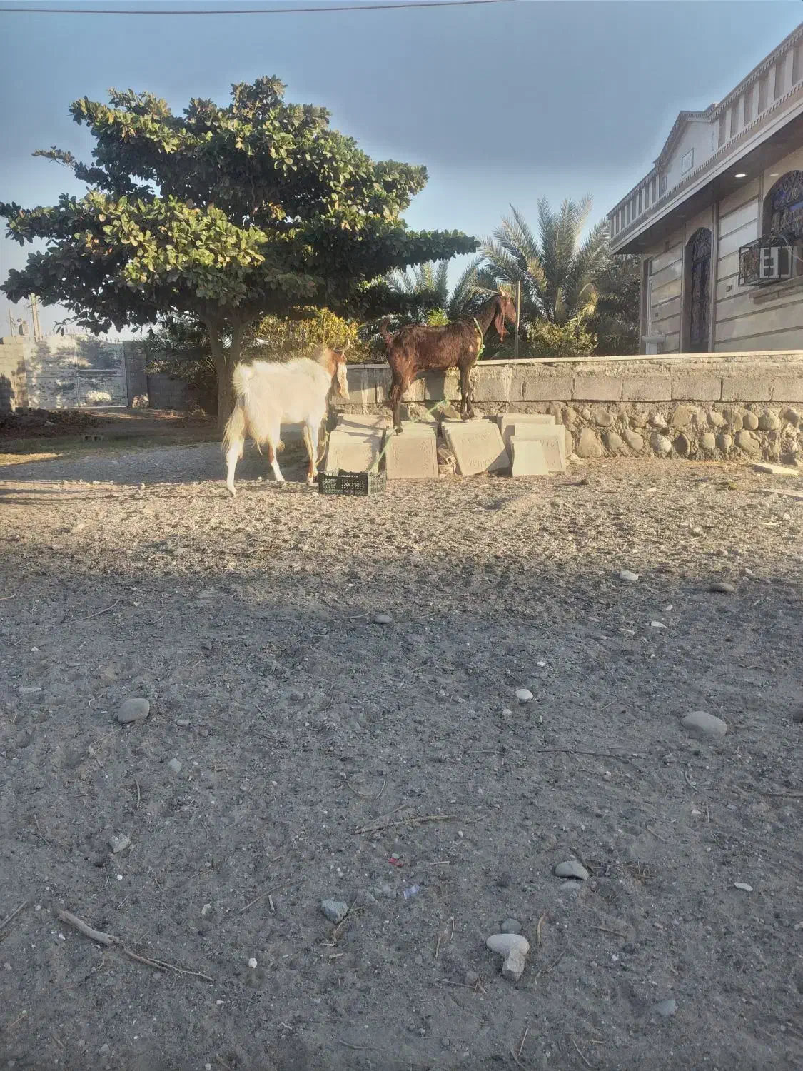 دو عدد بز پاکستانی|حیوانات مزرعه|شمیل, |دیوار