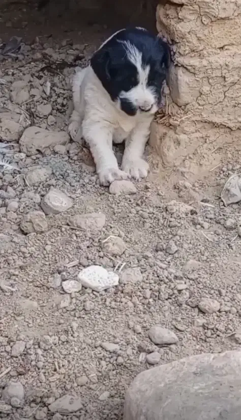 توله ماده|سگ|چاپشلو, |دیوار