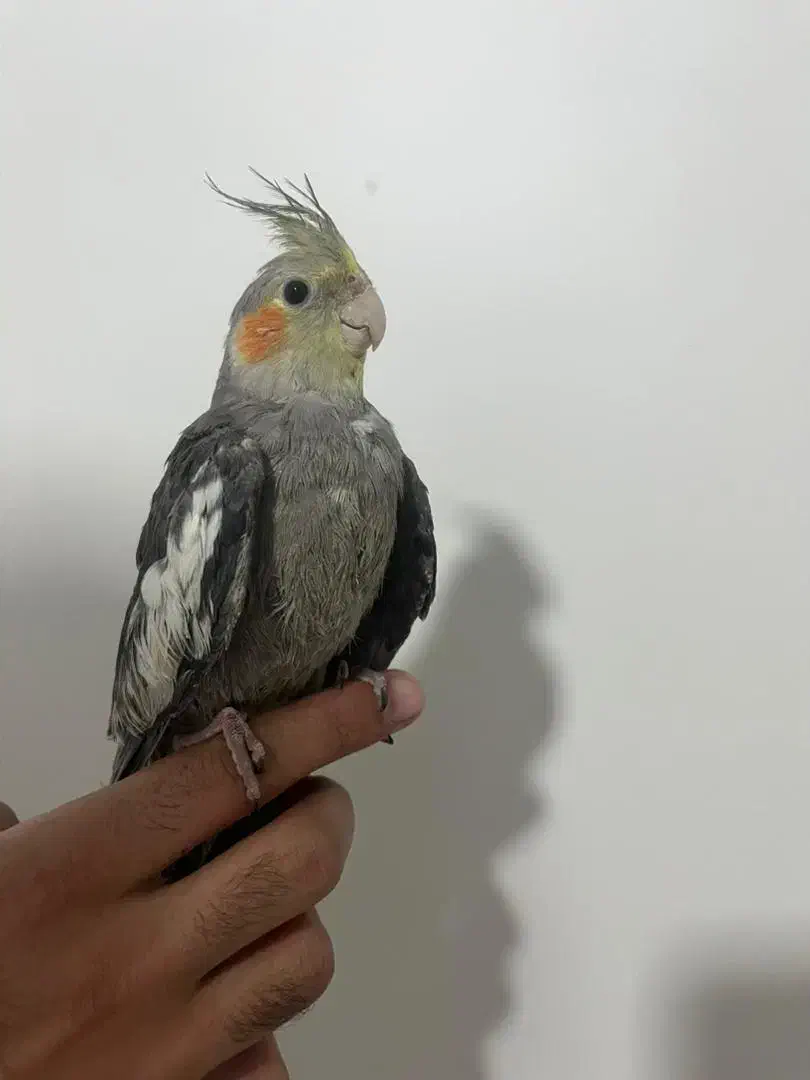 جوجه عروس هلندی|پرنده|پردیس, فاز ۸|دیوار