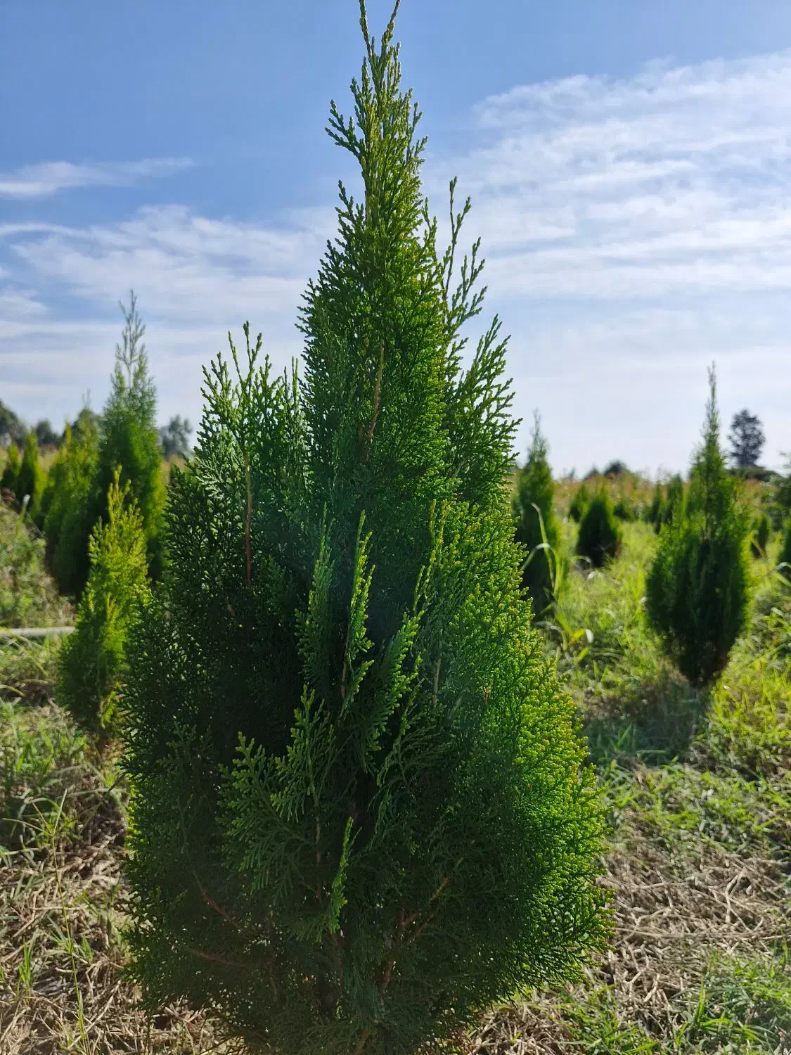 سرو خمره ای|گل و گیاه طبیعی|ساری, |دیوار
