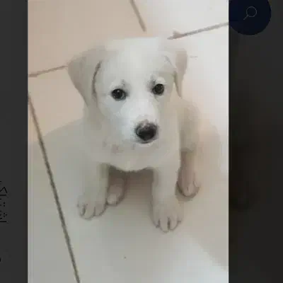 سگ پاکوتاه نژاد اشپیتز|سگ|زنجان, |دیوار