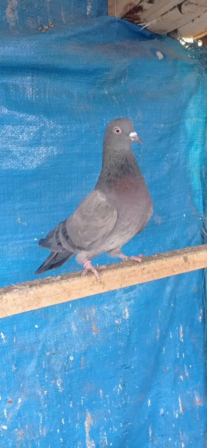 کبوتر پرشی|پرنده|تهران, باغ خزانه|دیوار