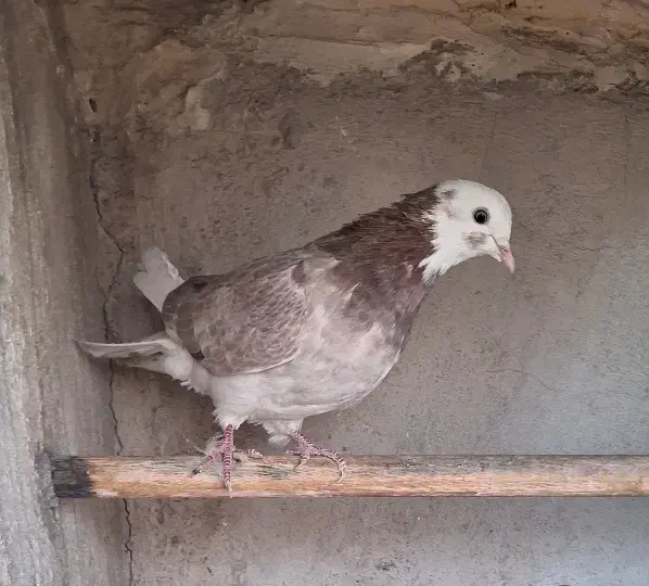 کبوتر|پرنده|تهران, کرمان|دیوار
