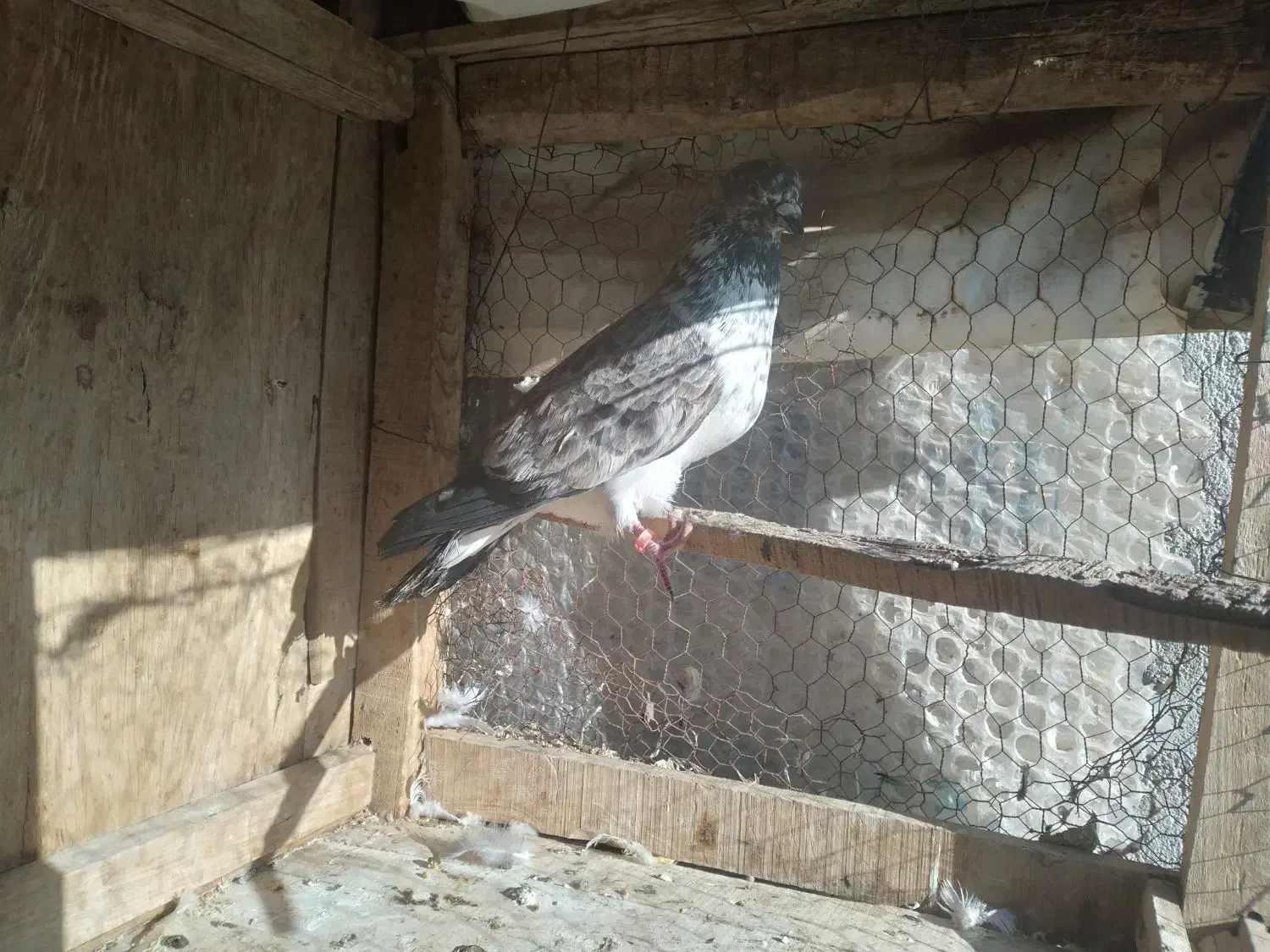 کبوتر.|پرنده|قم, شهرک طالقانی|دیوار