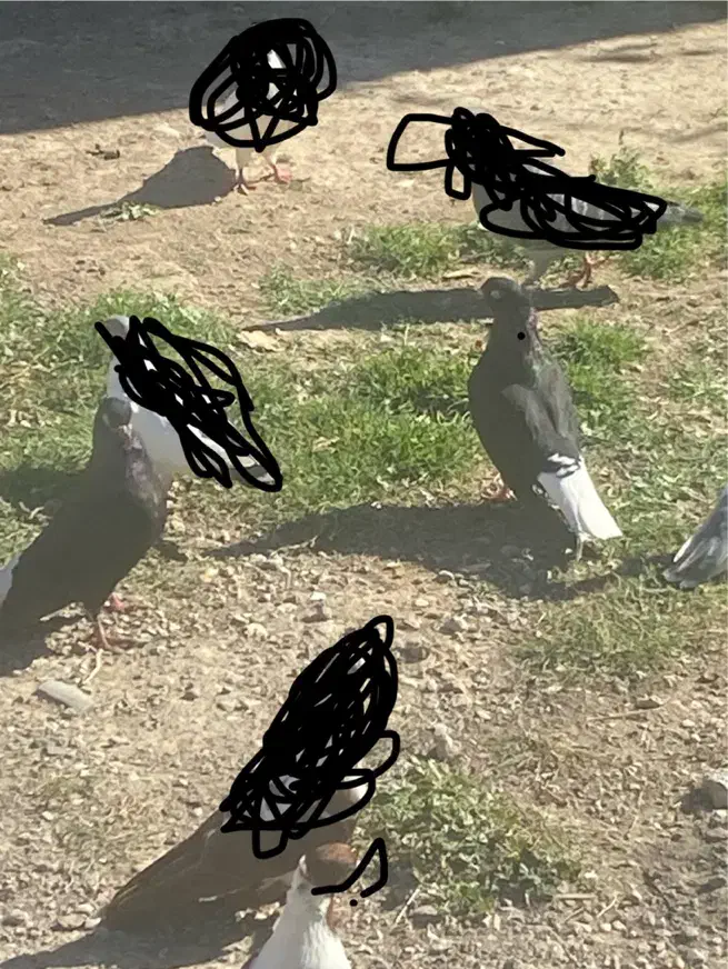 دو عدد دم سفید نرو ماده|پرنده|اردبیل, |دیوار