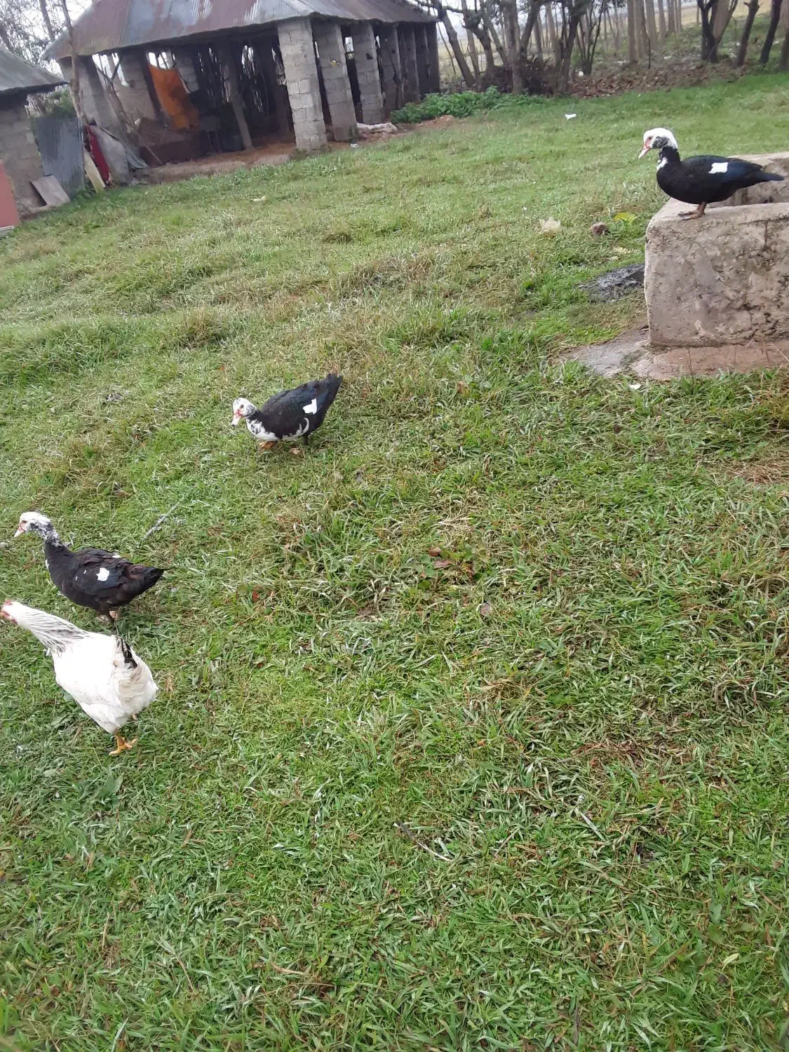 مرغ اردک  اسراعلی|حیوانات مزرعه|گوراب زرمیخ, |دیوار