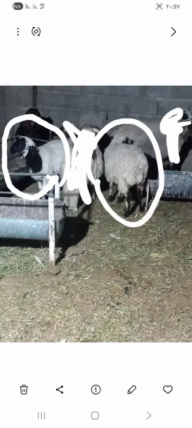 فروش دوراس گوسفند توقلی آبستن|حیوانات مزرعه|شهر بابک, |دیوار