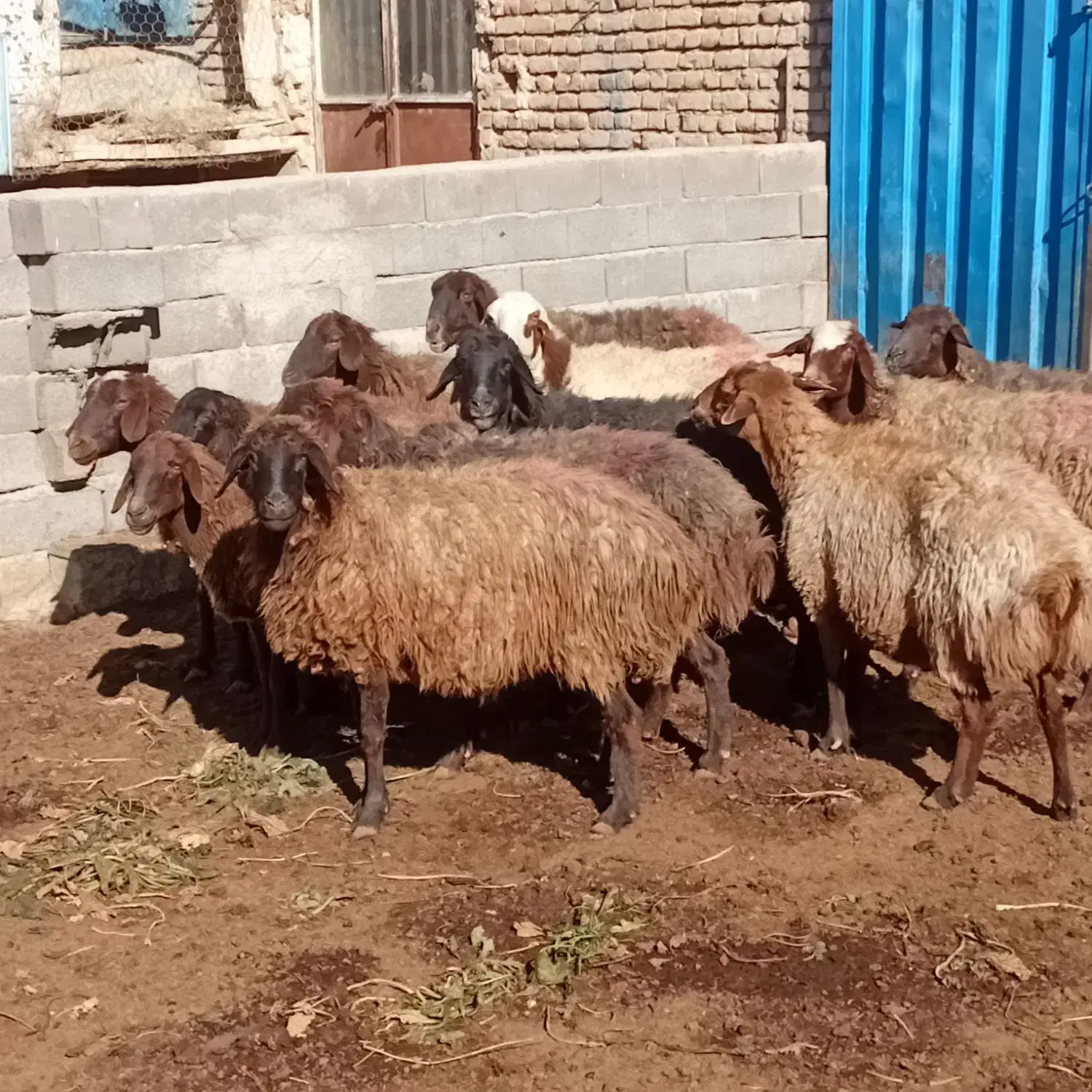 ۱۲میش اوست سنگین|حیوانات مزرعه|طرقبه, |دیوار