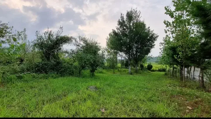 زمین مسکونی 700 متری شفت|فروش زمین و ملک کلنگی|رشت, لاکانی|دیوار