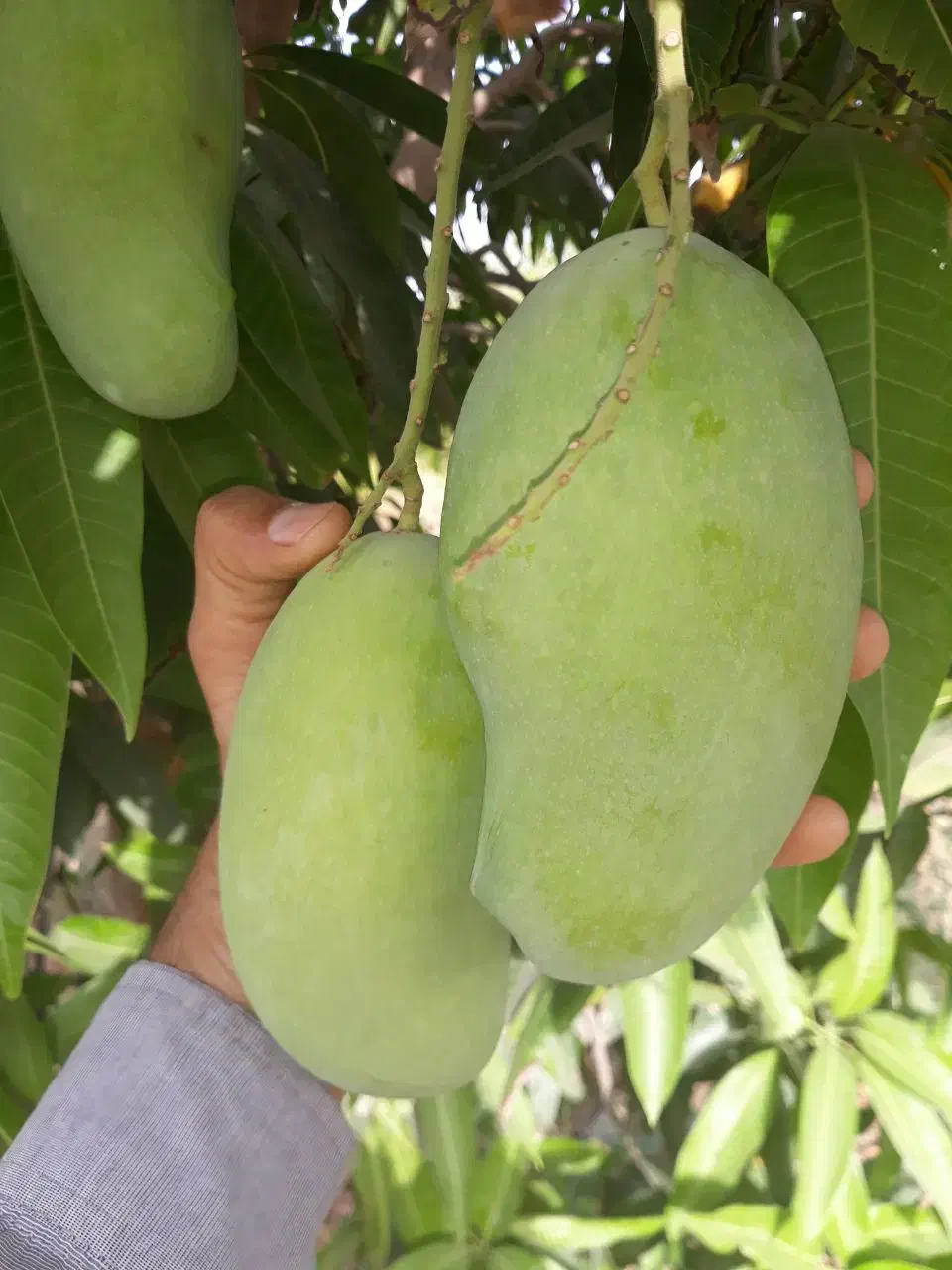 نهال انبه پیوندی گلدانی رودان برنطین|گل و گیاه طبیعی|رودان, |دیوار