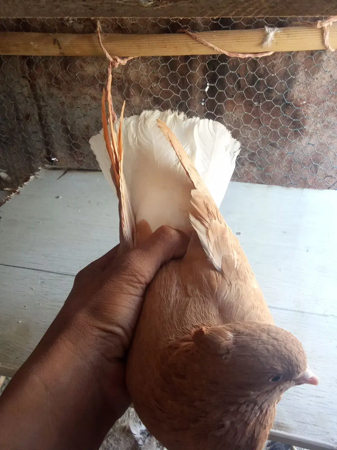 کبوتر|پرنده|لالی, |دیوار