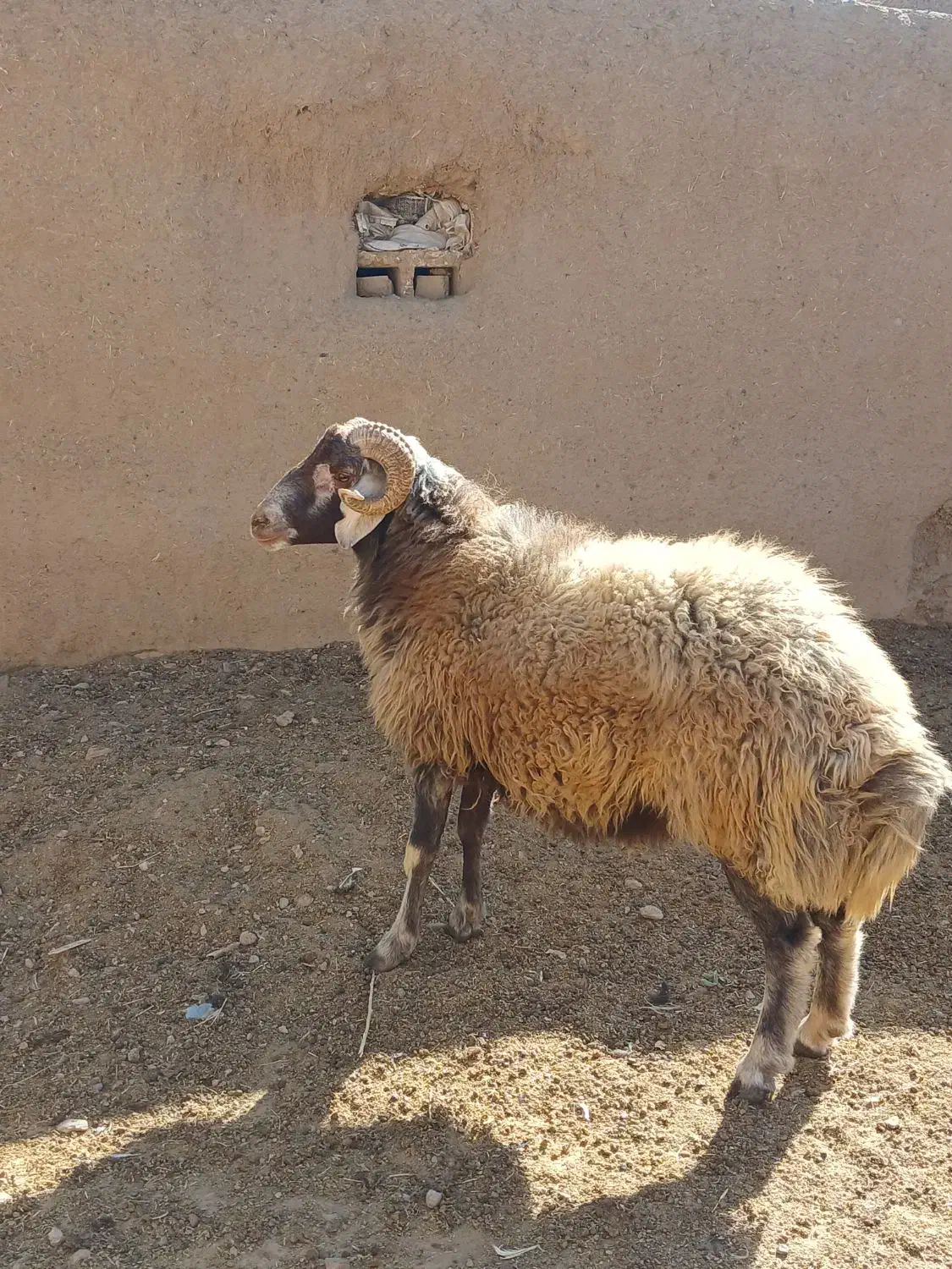 قوچ|حیوانات مزرعه|دهق, |دیوار