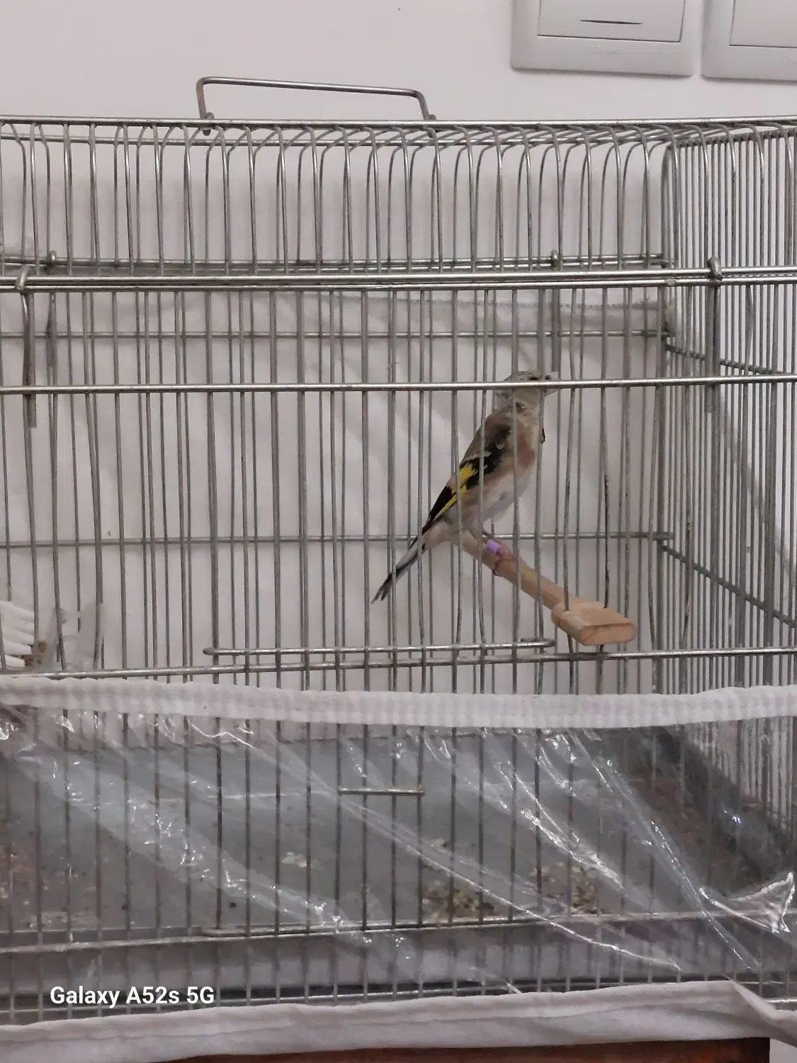 سهره|پرنده|تبریز, |دیوار