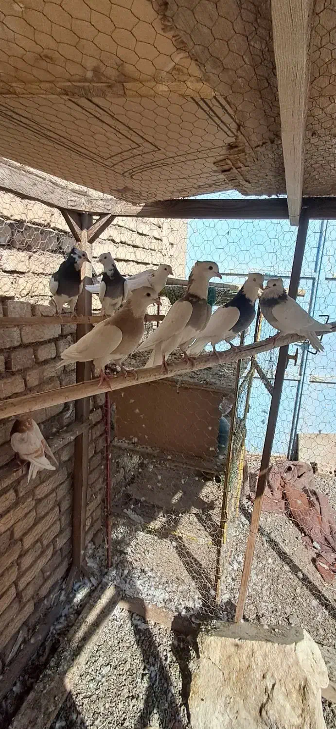 کبوتر طوقی و گرگی و پیس زرد خطی|پرنده|نائین, |دیوار