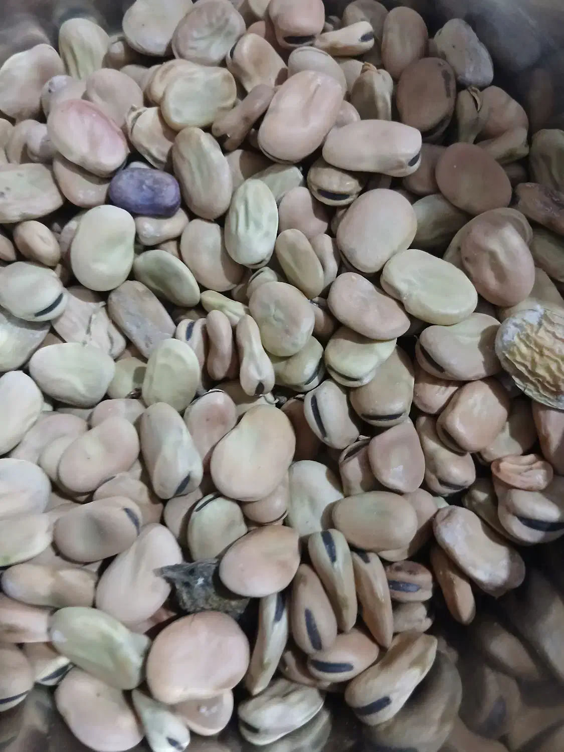 باقله‌شاخ‌بزی|خوردنی و آشامیدنی|ویسیان, |دیوار