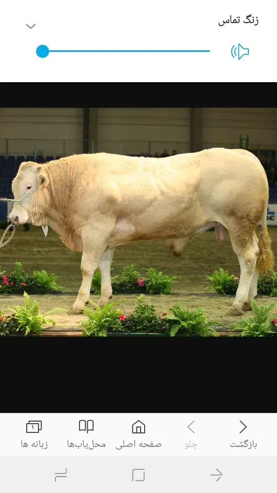 شریک و سرمایه گذار در گاوداری گوشتی|حیوانات مزرعه|کلیبر, |دیوار