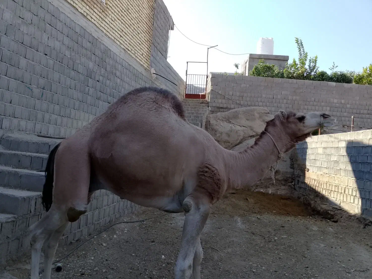 شتر|حیوانات مزرعه|خفر, |دیوار