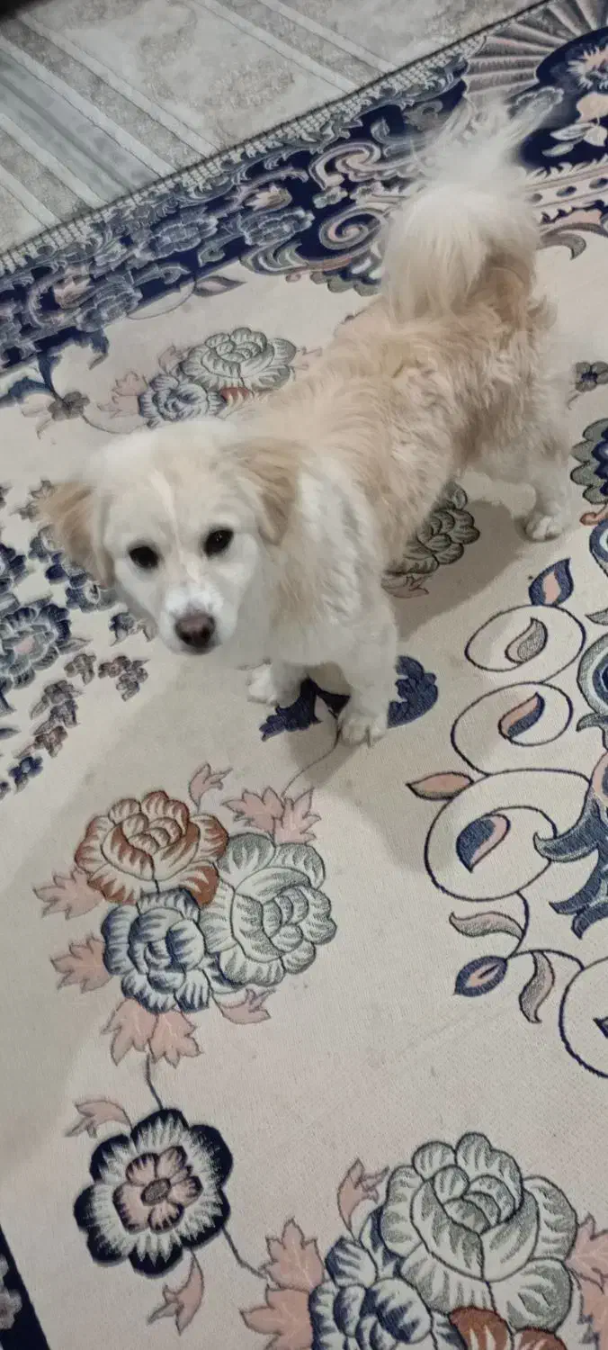 پاپی|سگ|تربت‌حیدریه, رضاشهر|دیوار