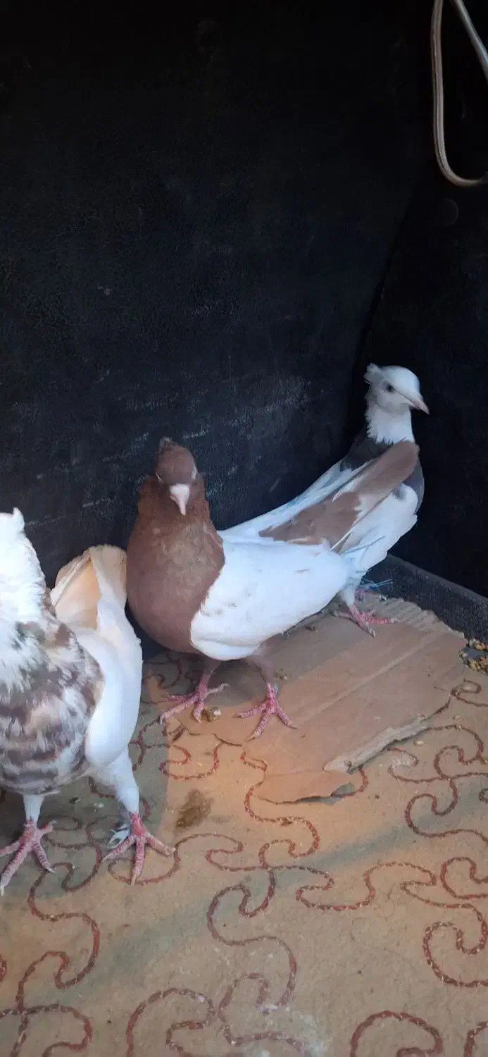 سینه ای|پرنده|خرمشهر, |دیوار