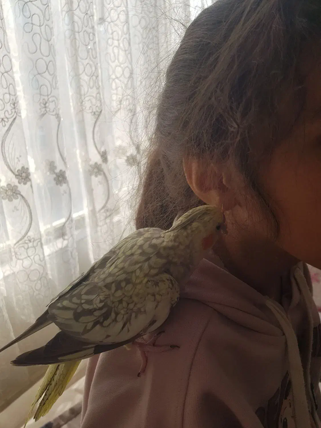 عروس هلندی فندق و پیکو رام و دستی|پرنده|اردبیل, |دیوار