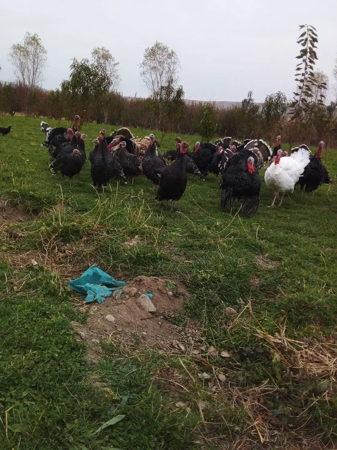 بوقلمون|حیوانات مزرعه|مشگین شهر, |دیوار