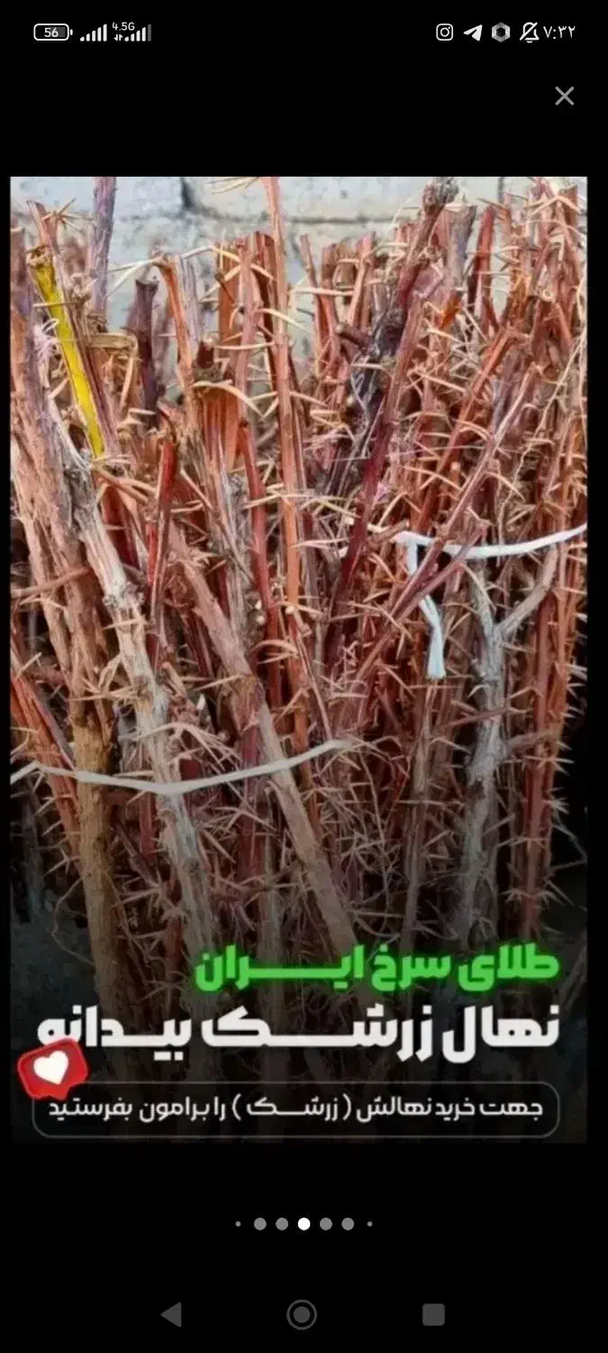 فروش نهال زودبازده با تضمین اصالت|خدمات باغبانی و درختکاری|گلستان (تهران), |دیوار