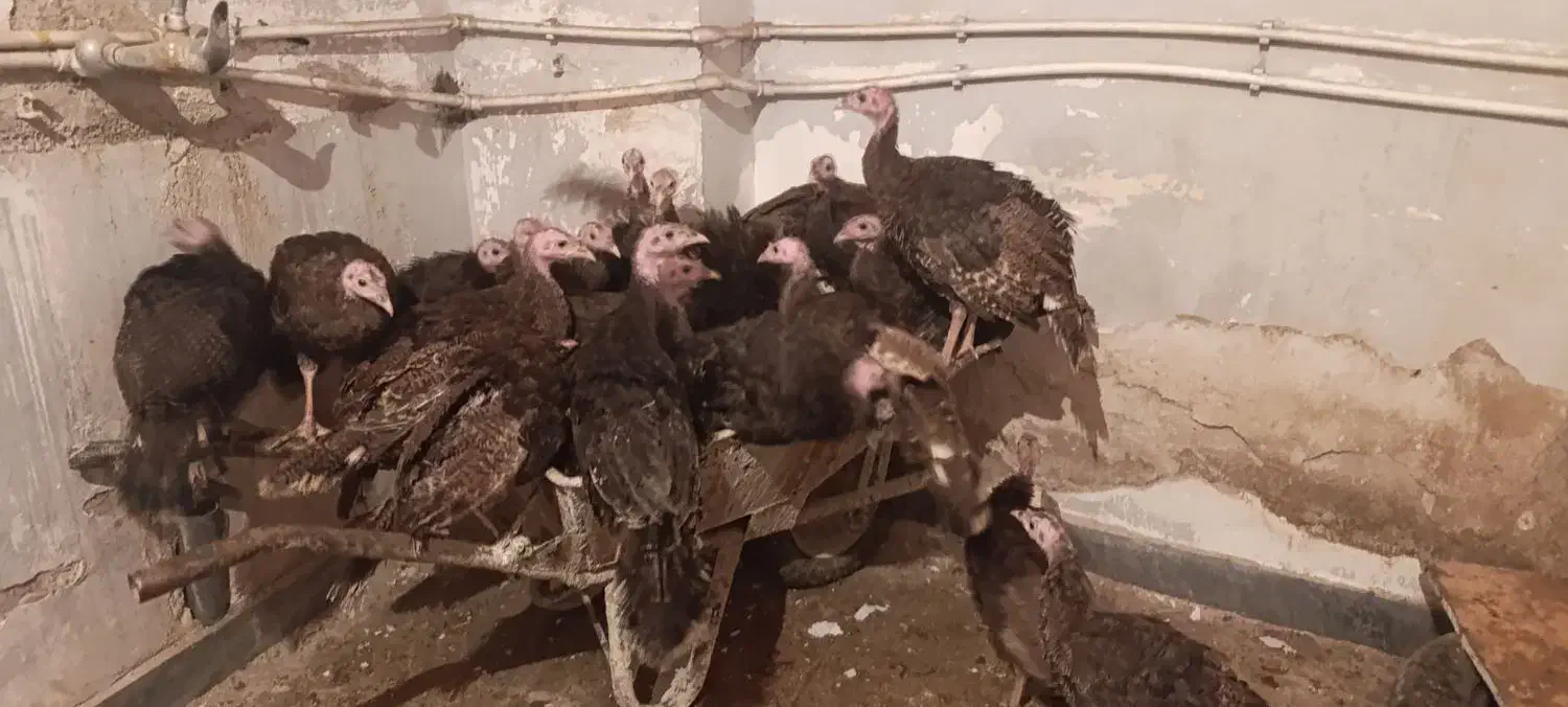 بوقلمون|حیوانات مزرعه|گرمی, |دیوار