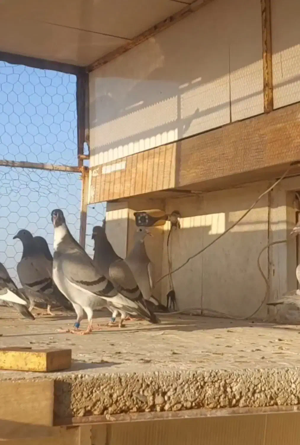 جوجه پلاکی|پرنده|اهواز, امانیه|دیوار