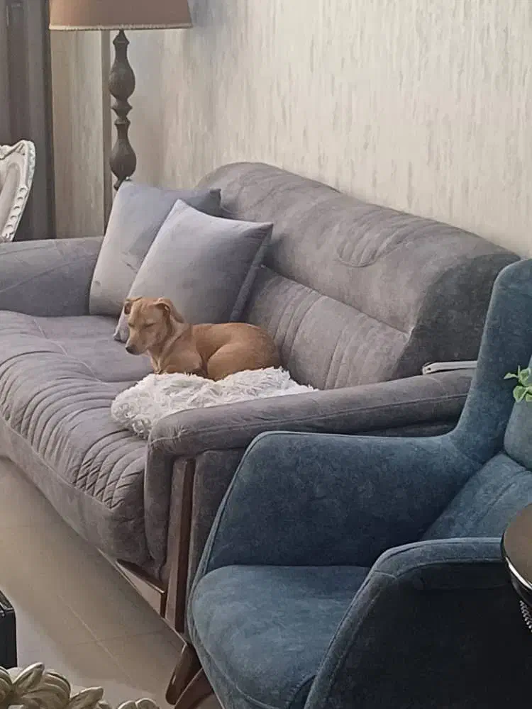 فروش پت ۶ماهه دختر،|سگ|مشهد, سجاد شهر|دیوار