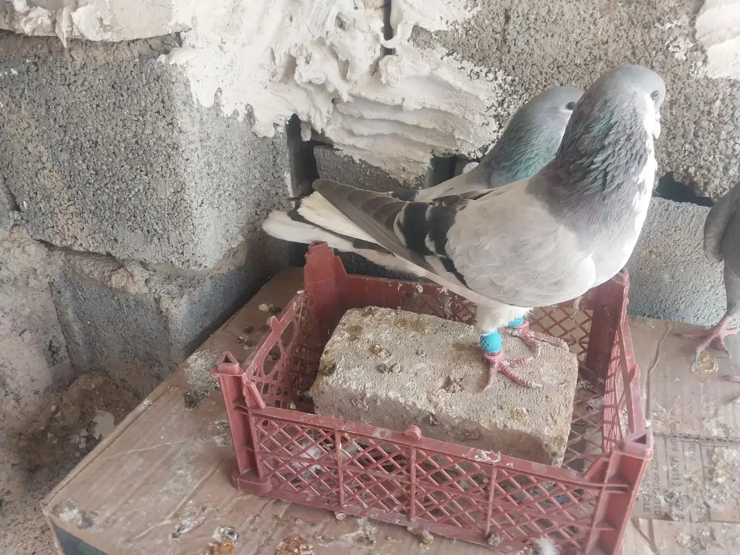 کفتر بدرنگ تمیز|پرنده|کوهمره, |دیوار