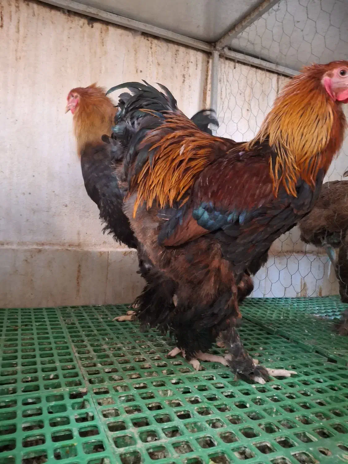 جوجه نیمچه مرغ خروس|حیوانات مزرعه|اندیشه, اندیشه فاز ۵|دیوار