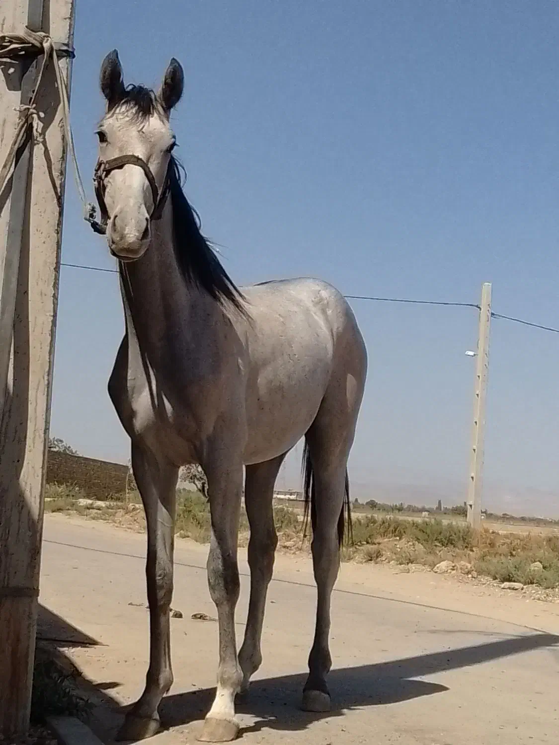 نریان|اسب و تجهیزات اسب‌سواری|قزوین, |دیوار