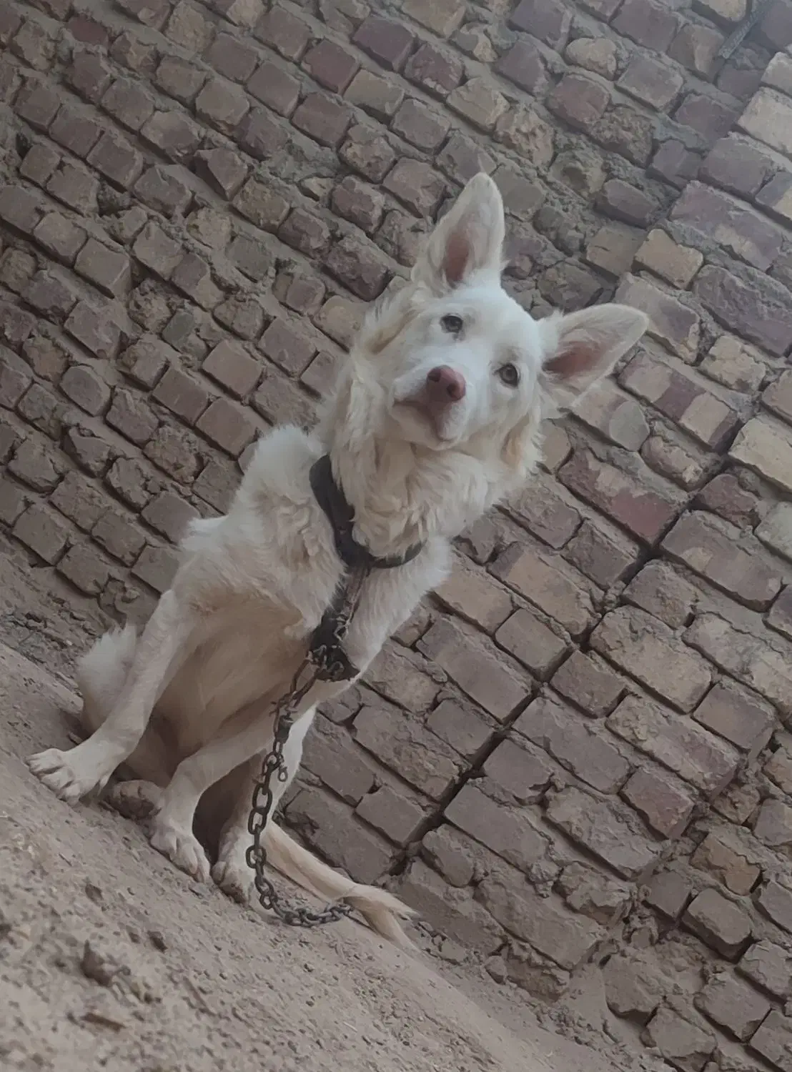 سگ پاکوتاه|سگ|زابل, |دیوار