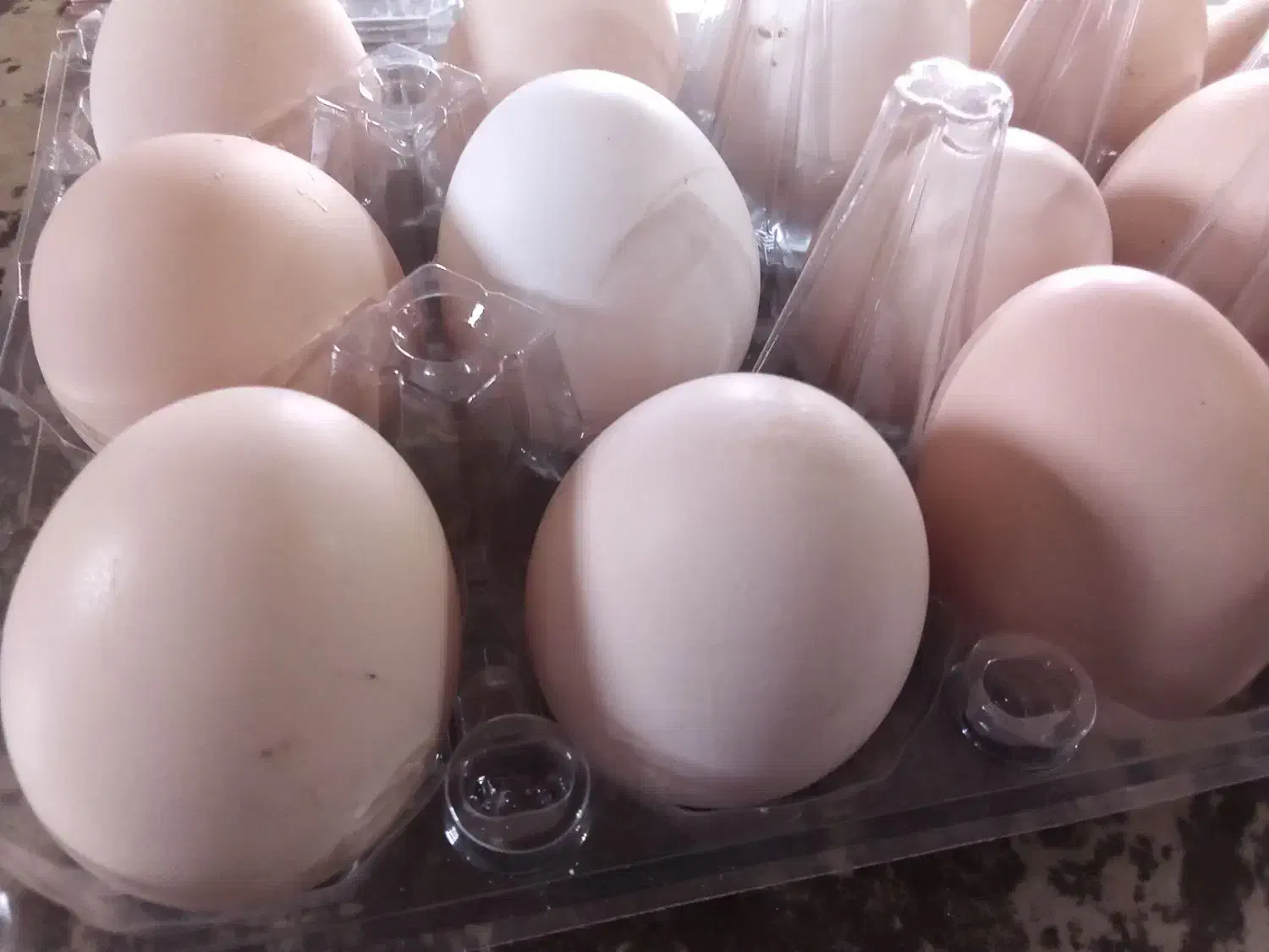 تخم مرغ بومی|خوردنی و آشامیدنی|بلداجی, |دیوار